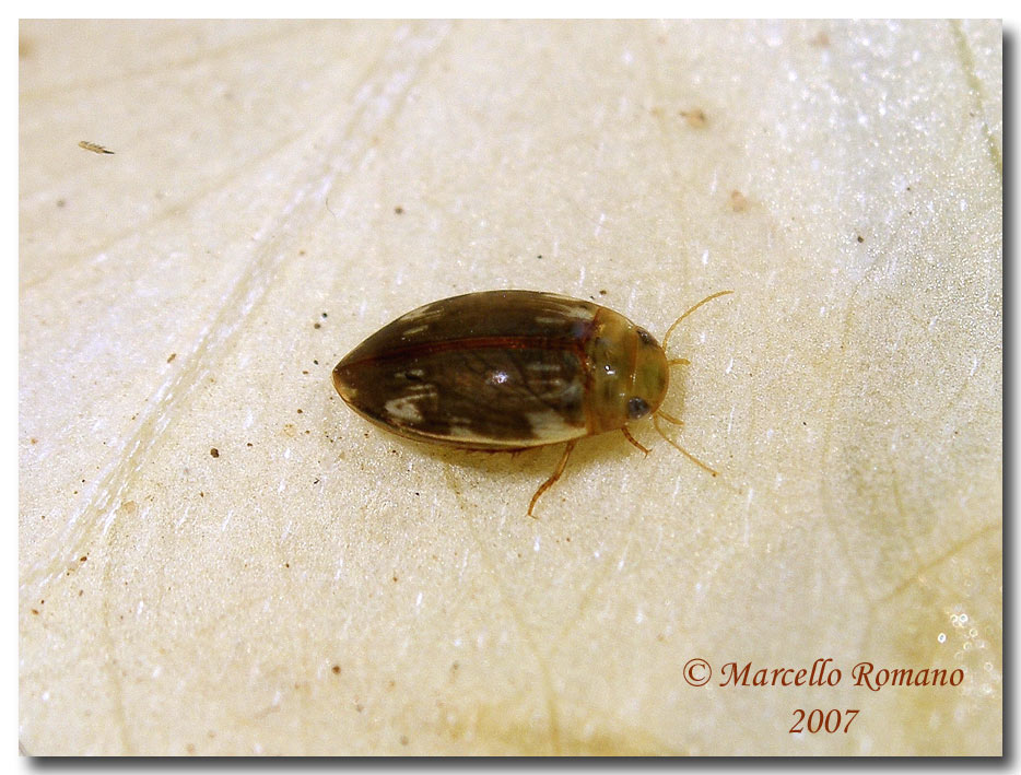 Mondo sommerso: 3. Laccophilus hyalinus (Dytiscidae)